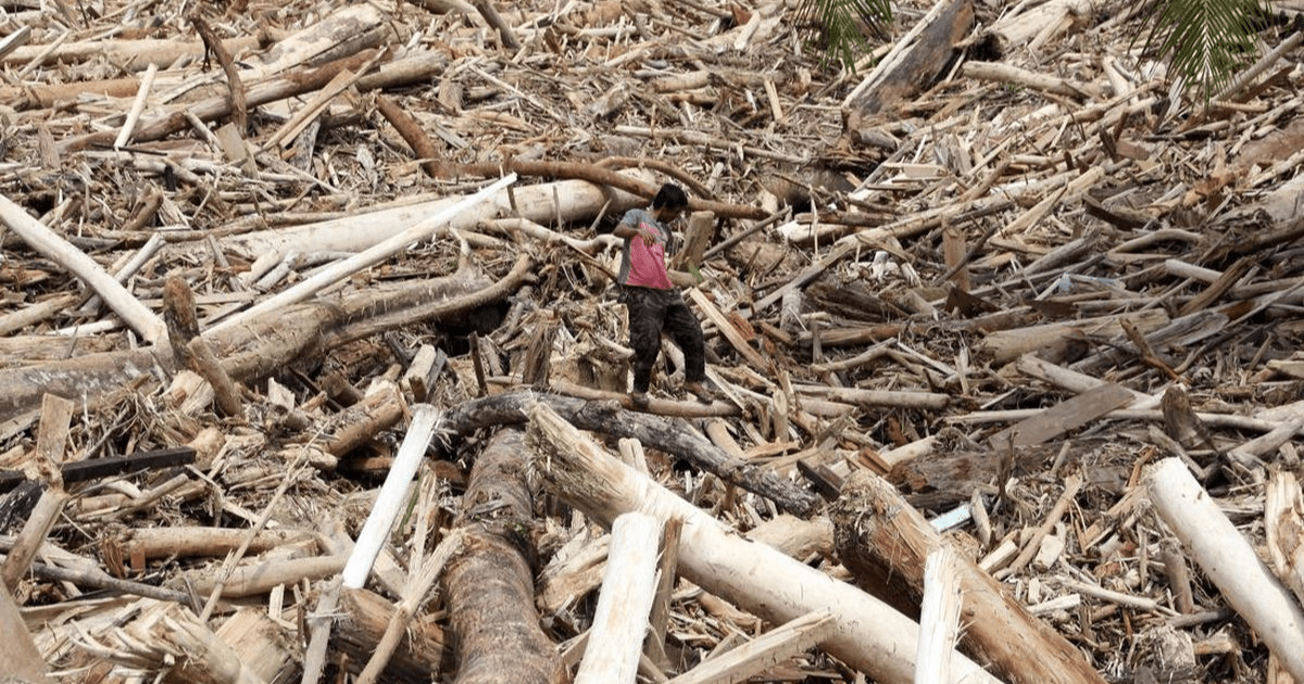 Kayu Gelondongan Banjir Sumatra: Ketua MPR Duga Penebangan Liar