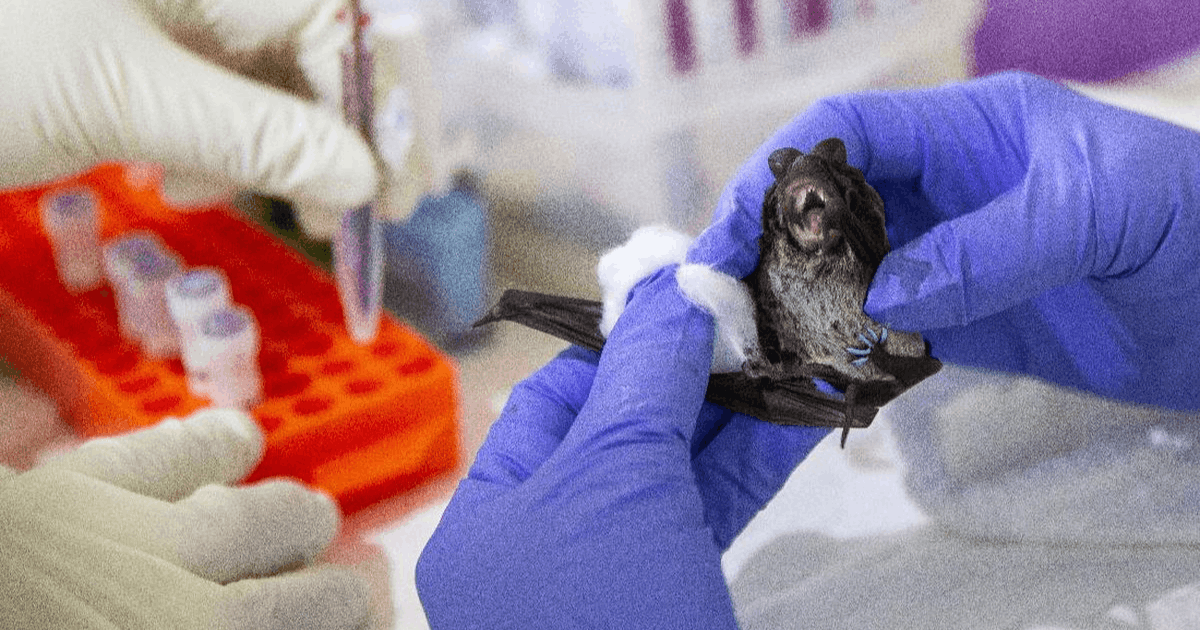 Gejala Virus Nipah dari Hari ke Hari yang Harus Anda Waspadai