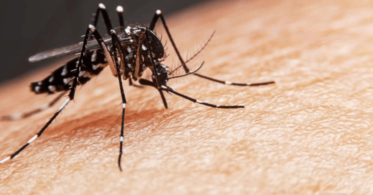 Nyamuk Wolbachia Singapura: Sukses Tekan Kasus DBD Hingga 70 Persen