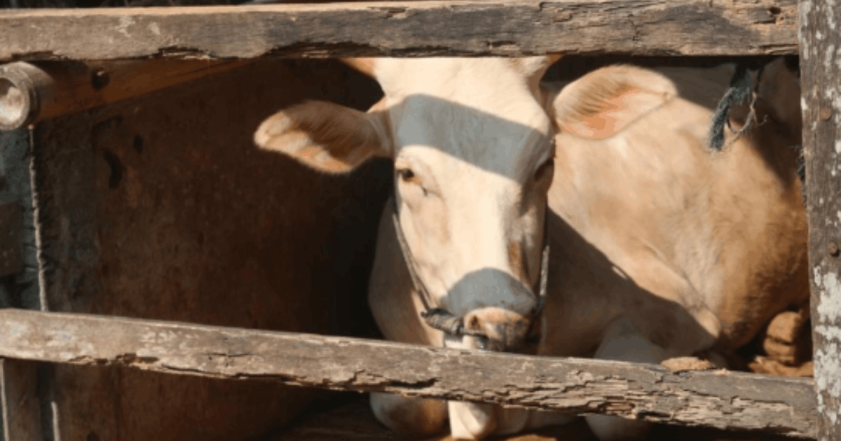 Diklaim Sembuhkan Stroke, Manfaat Batu Empedu Sapi Kini Diincar Dunia