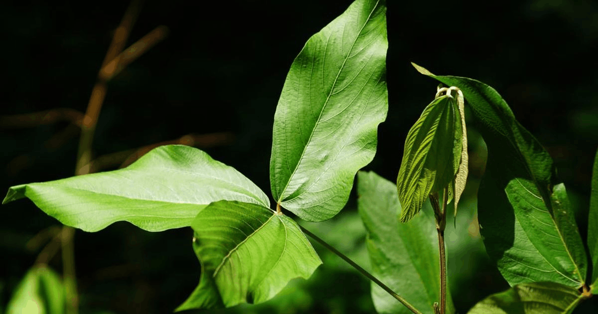 Riset Unair Kanker Serviks: Peneliti Temukan Potensi Daun Apa-apa Sebagai Pencegah Kanker Serviks dan Payudara!