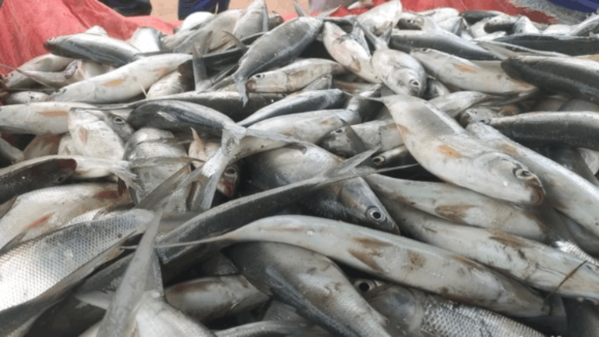Keamanan Konsumsi Ikan Perairan Jakarta Menurut Dokter Gizi