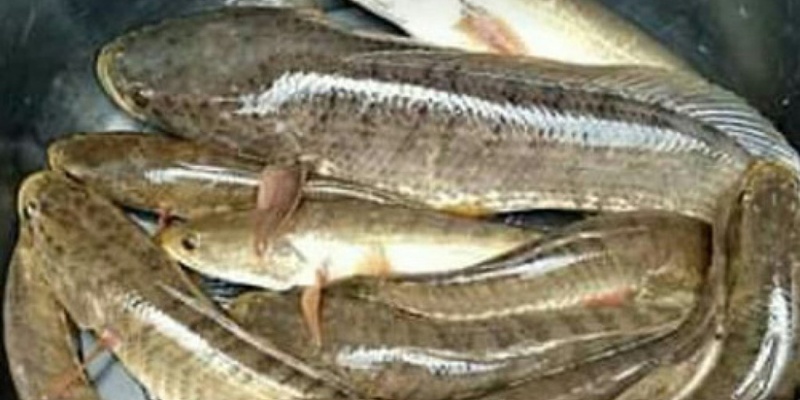 Ikan Gabus Baik untuk Ibu Pascamelahirkan, Begini Penjelasan Prof. Ahmad Sulaeman